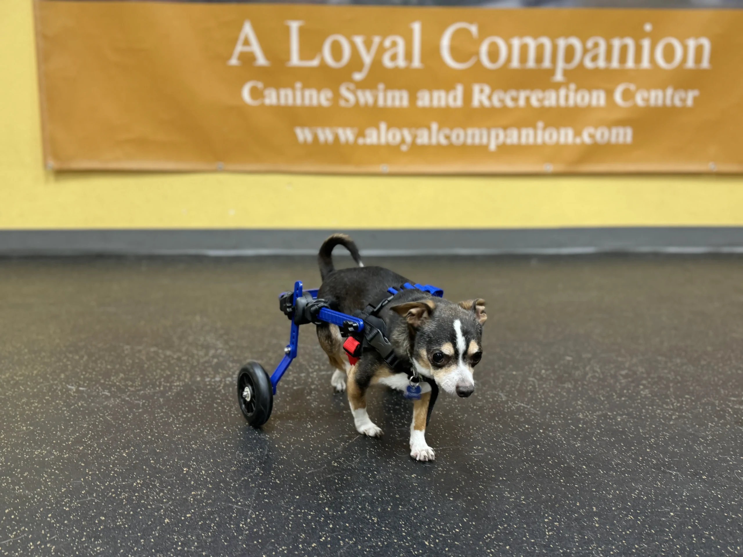 Small brown dog with adjustable rear wheel cart