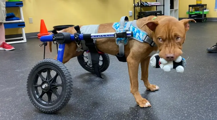 Dog wearing a cart for mobility and holding a toy.