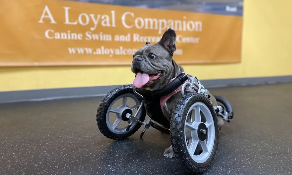 Custom Front Wheel Cart for Your Dog