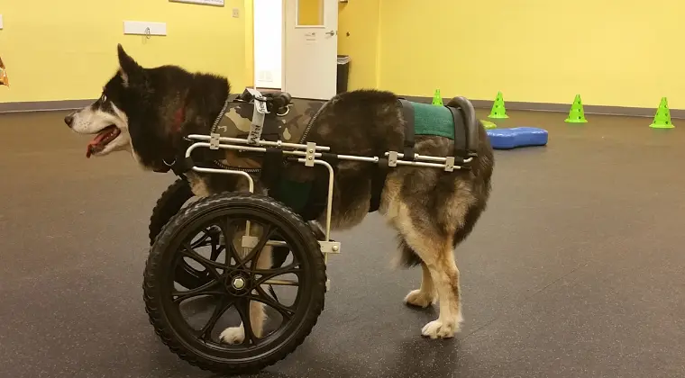 Dog with custom front wheel cart.