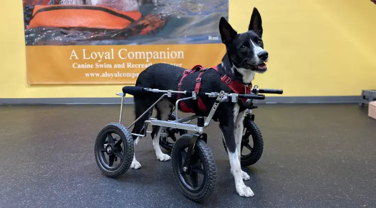 Dog with custom quad cart.