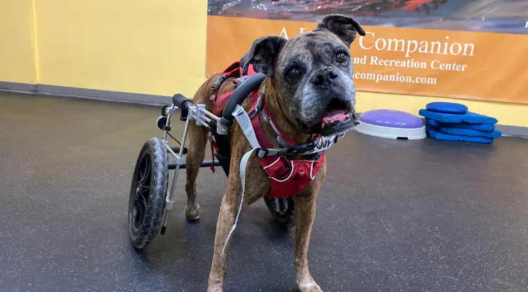 Dog with custom rear wheel cart.
