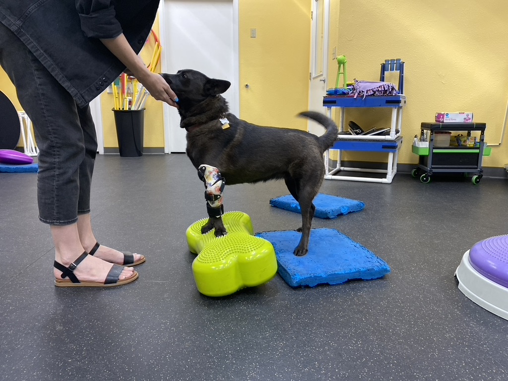 Black dog with elbow mobility aid