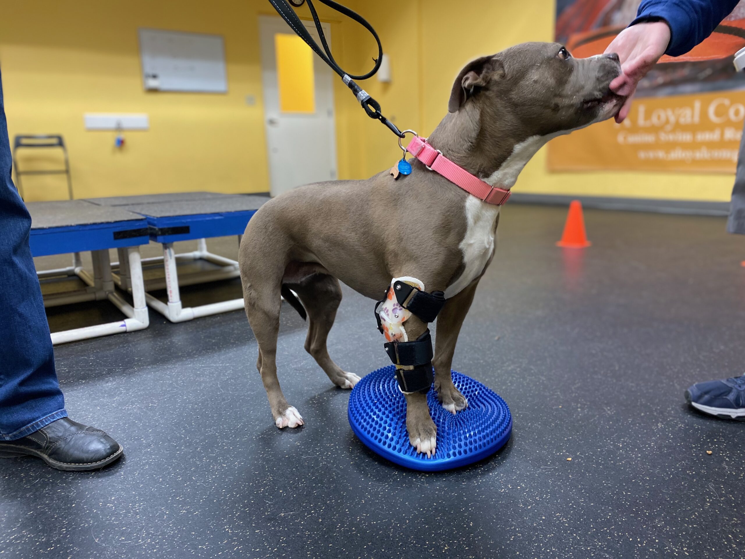 Dog using a mobility device on a balance disc for training