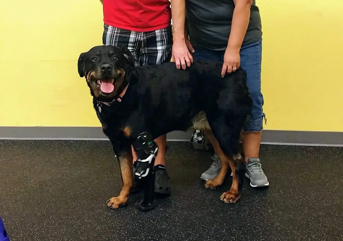 Dog with Front Limb Prosthesis