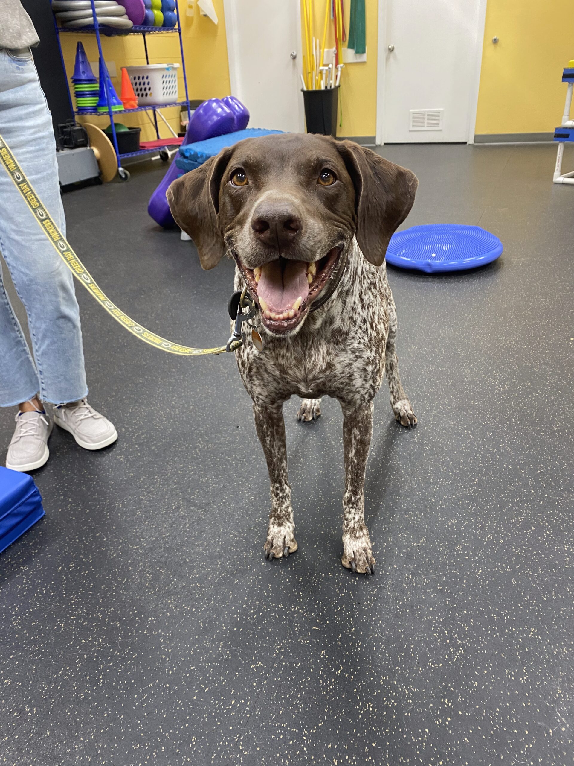 Dog standing and smiling at camera
