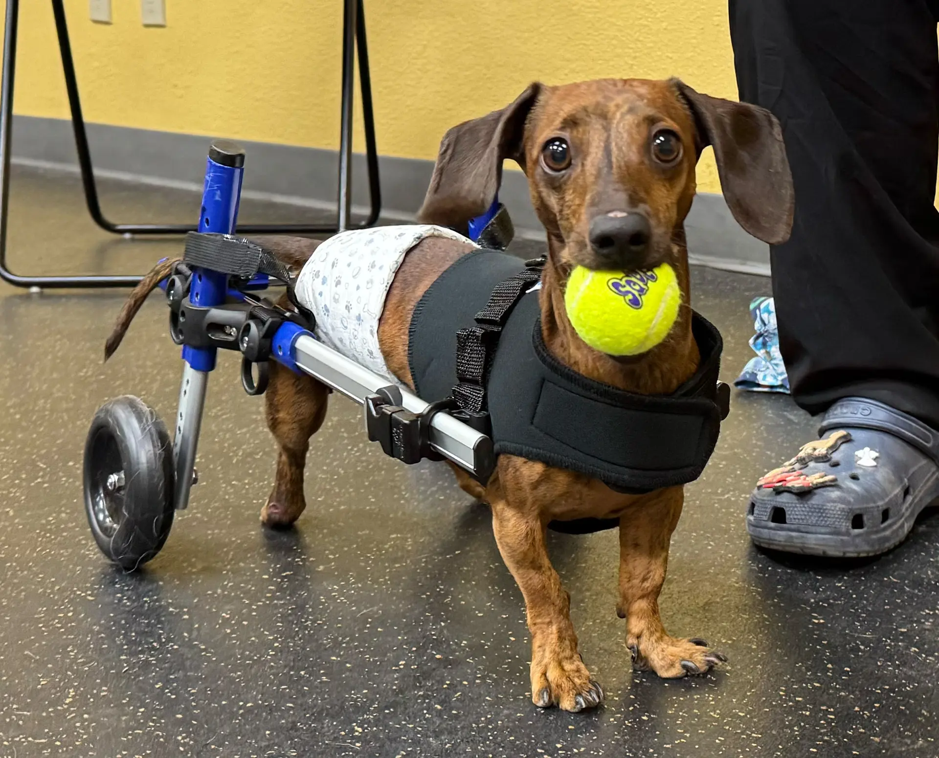 Small dog with cart and diaper