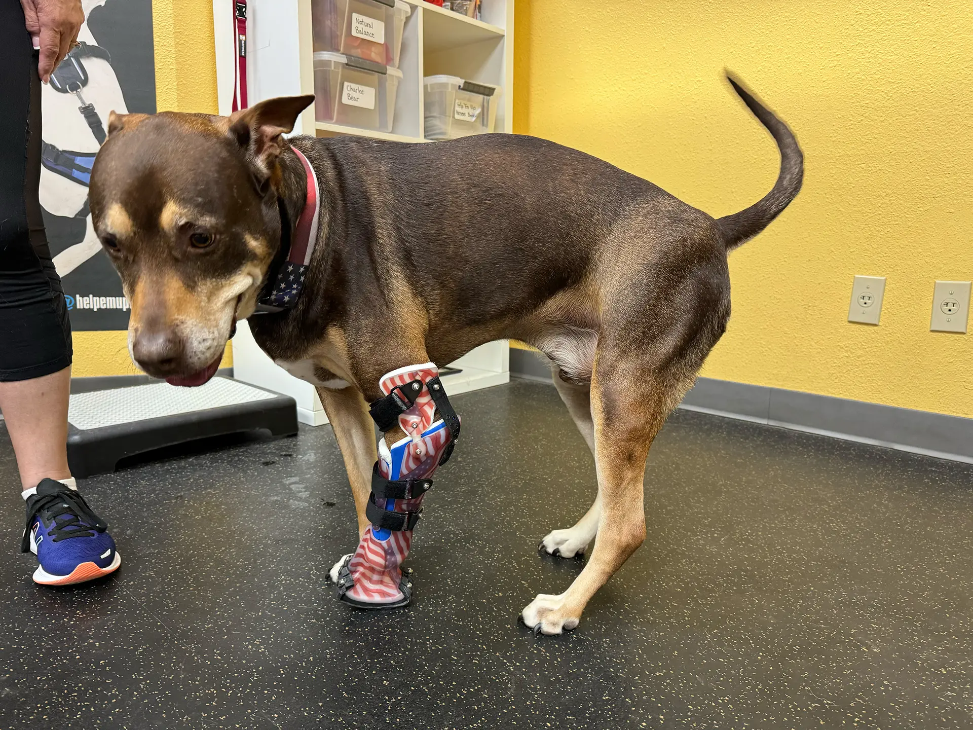 Dog with an American flag-themed mobility brace during training