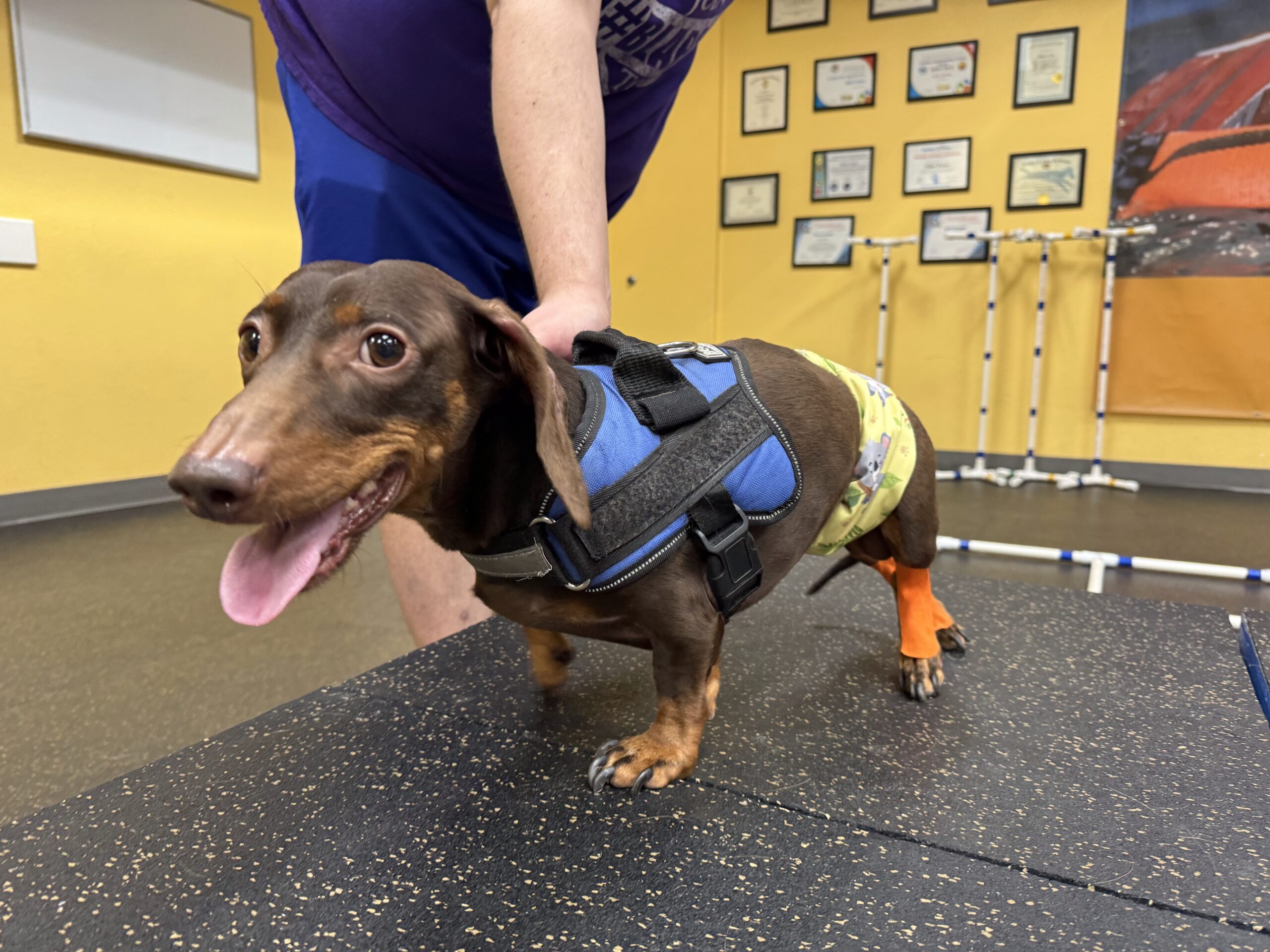 Weiner dog wearing a aid for incontinence
