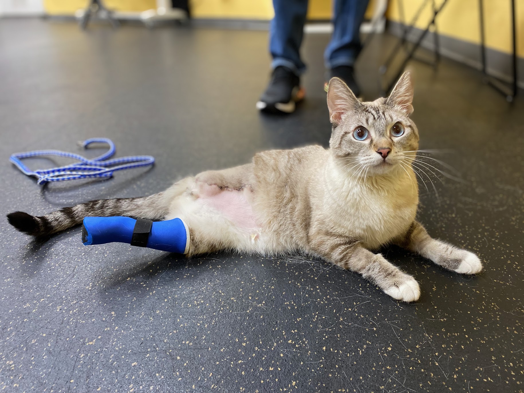 Cat laying on the ground with a rear limb prothesis
