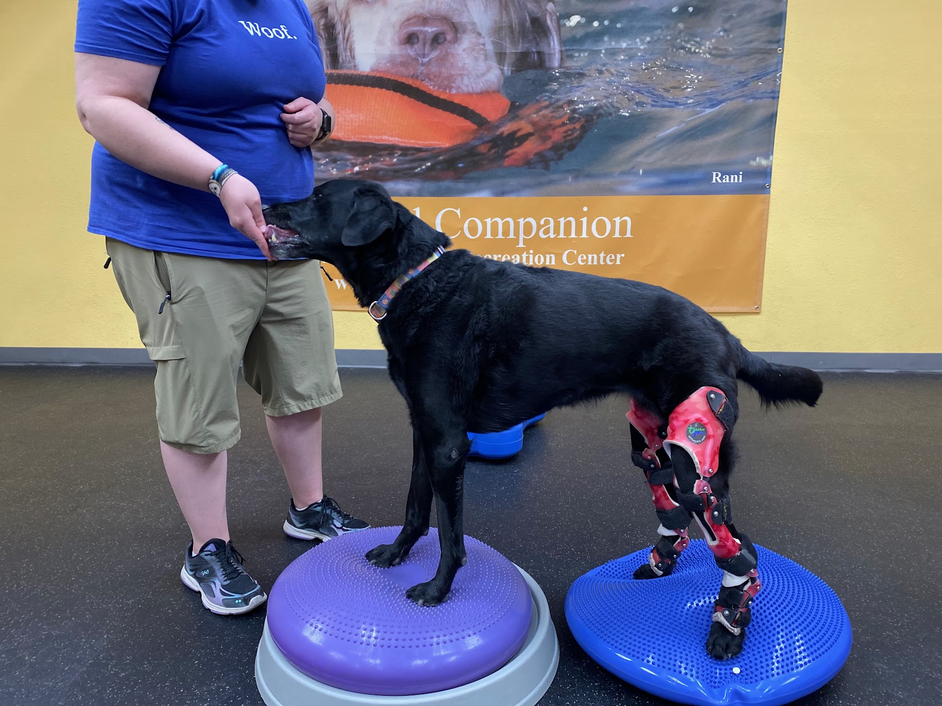Dog with stifle brace in session