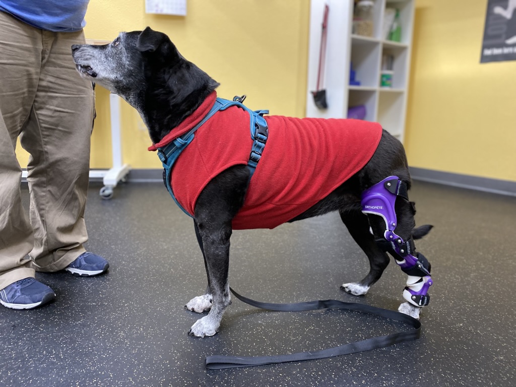 Dog wearing a red fleece and purple mobility brace during training