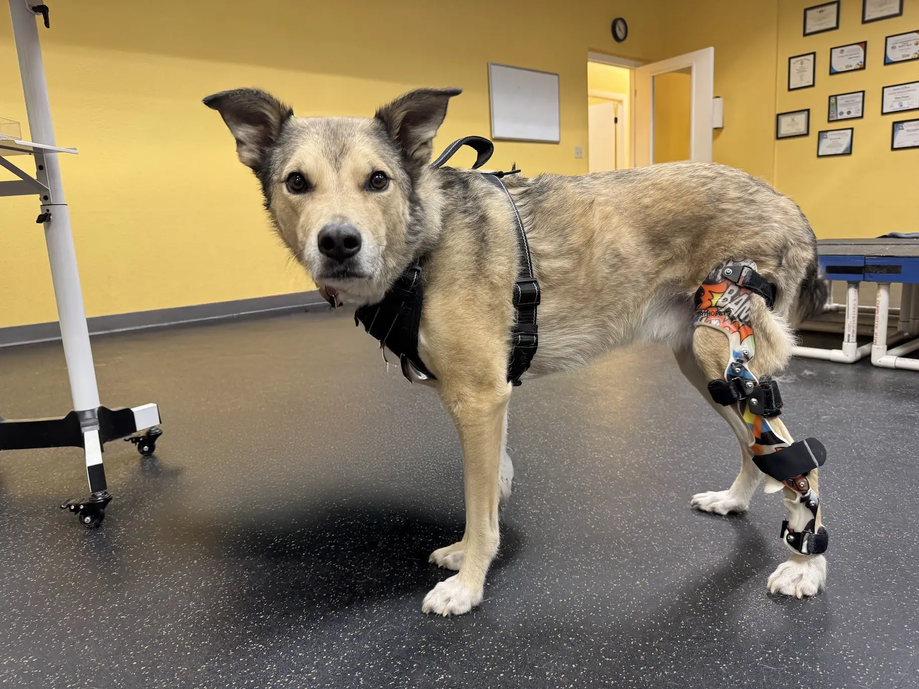 Dog standing with knee brace