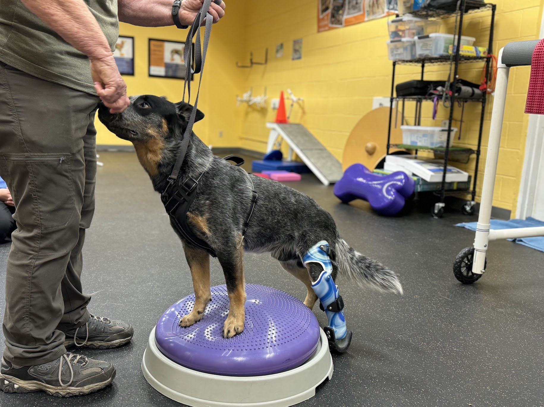 Dog with tarsus prosthesis sniffing person's hand