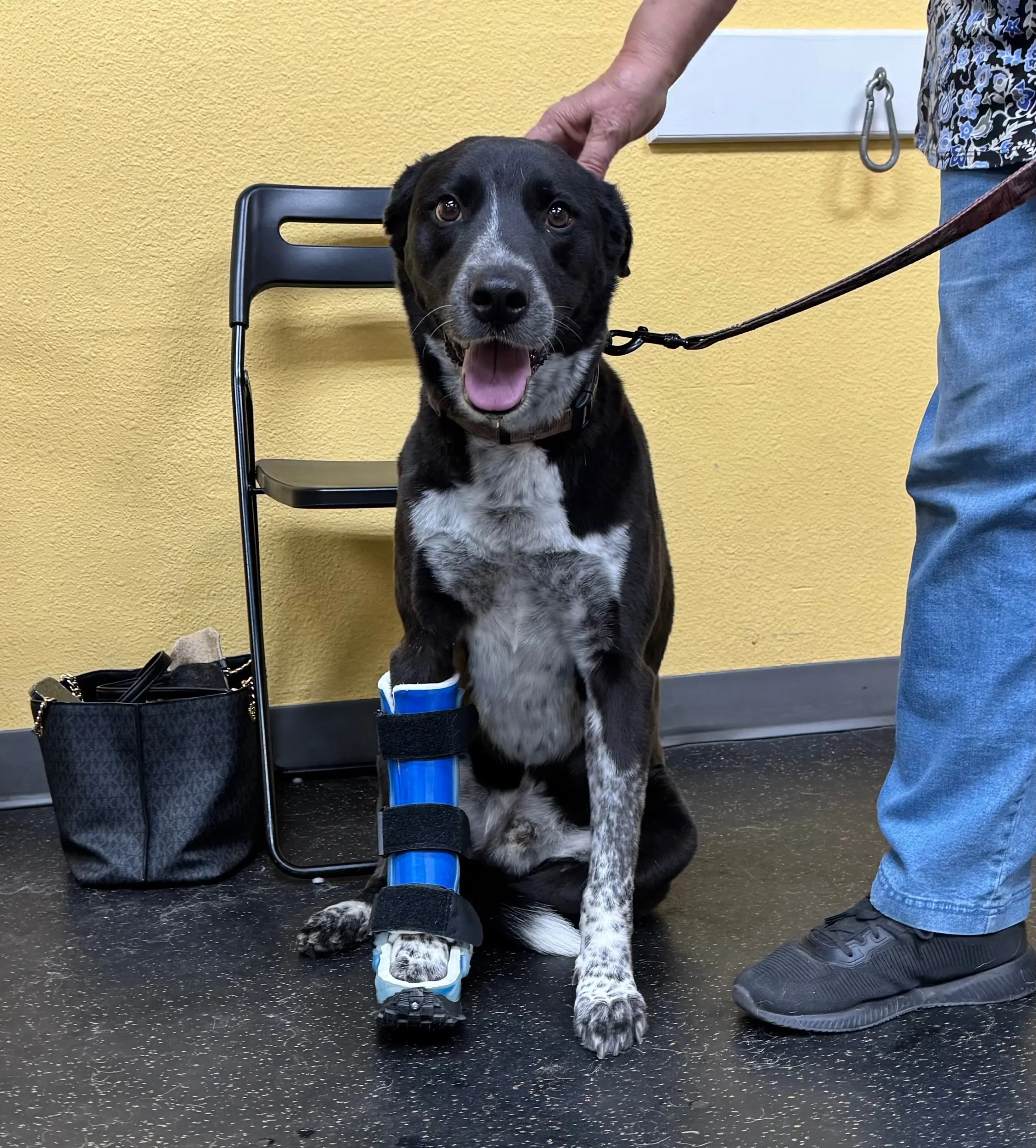Dog wearing a blue leg brace, sitting comfortably while receiving support