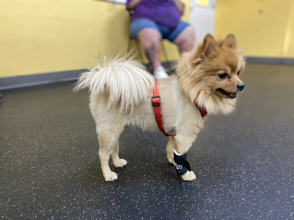 Small dog with a leg brace standing in a training space