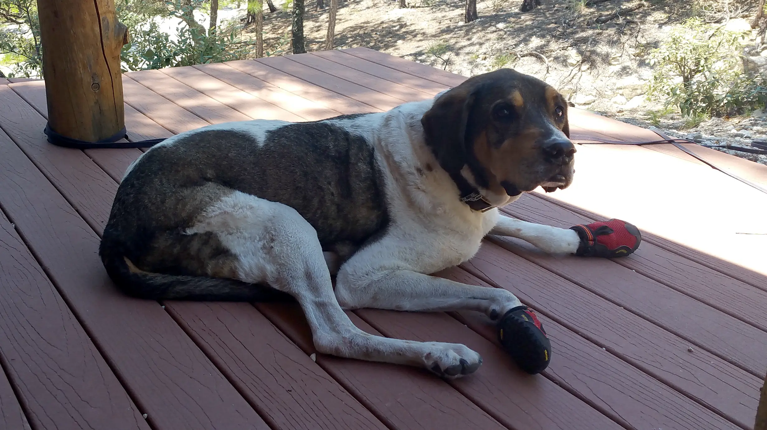 Dog with mobility boots resting on a wooden deck outdoors