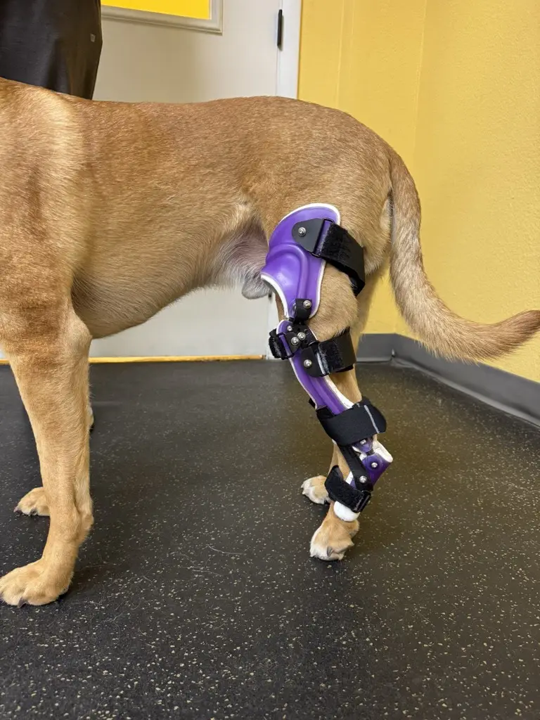Dog wearing mobility support device