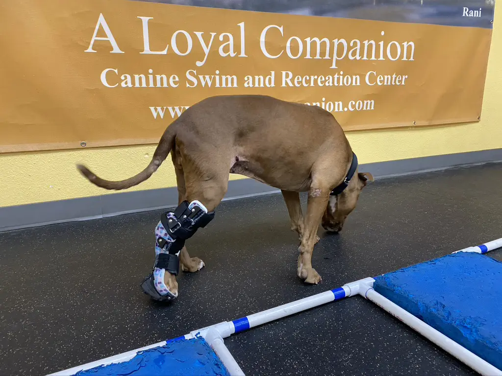 Dog walking with a mobility support brace on its leg during rehabilitation