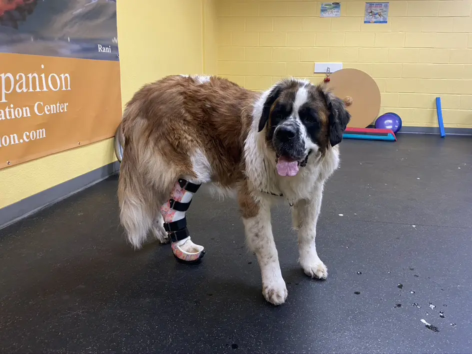 Saint Bernard dog wearing a leg brace and standing confidently