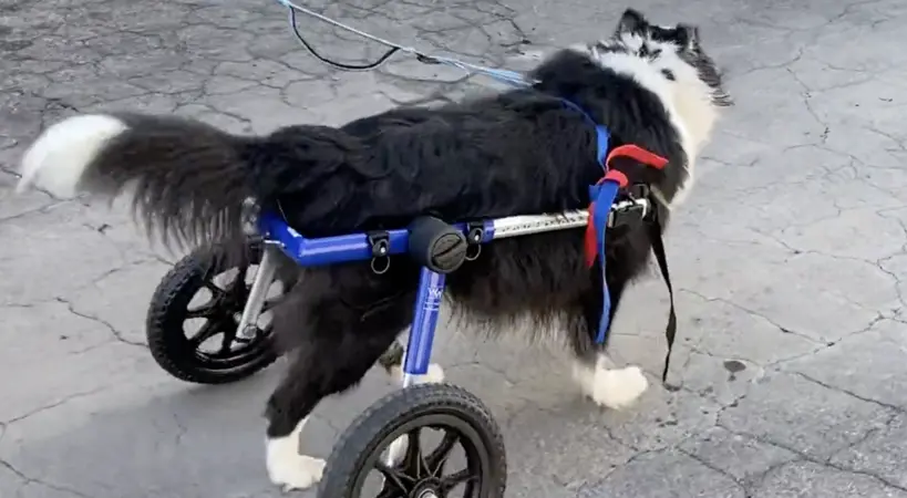 dog on cart wheels