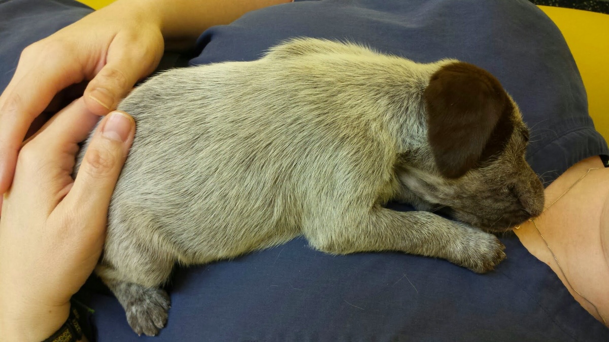 puppy-sleeping-on-the-chest-of-owner