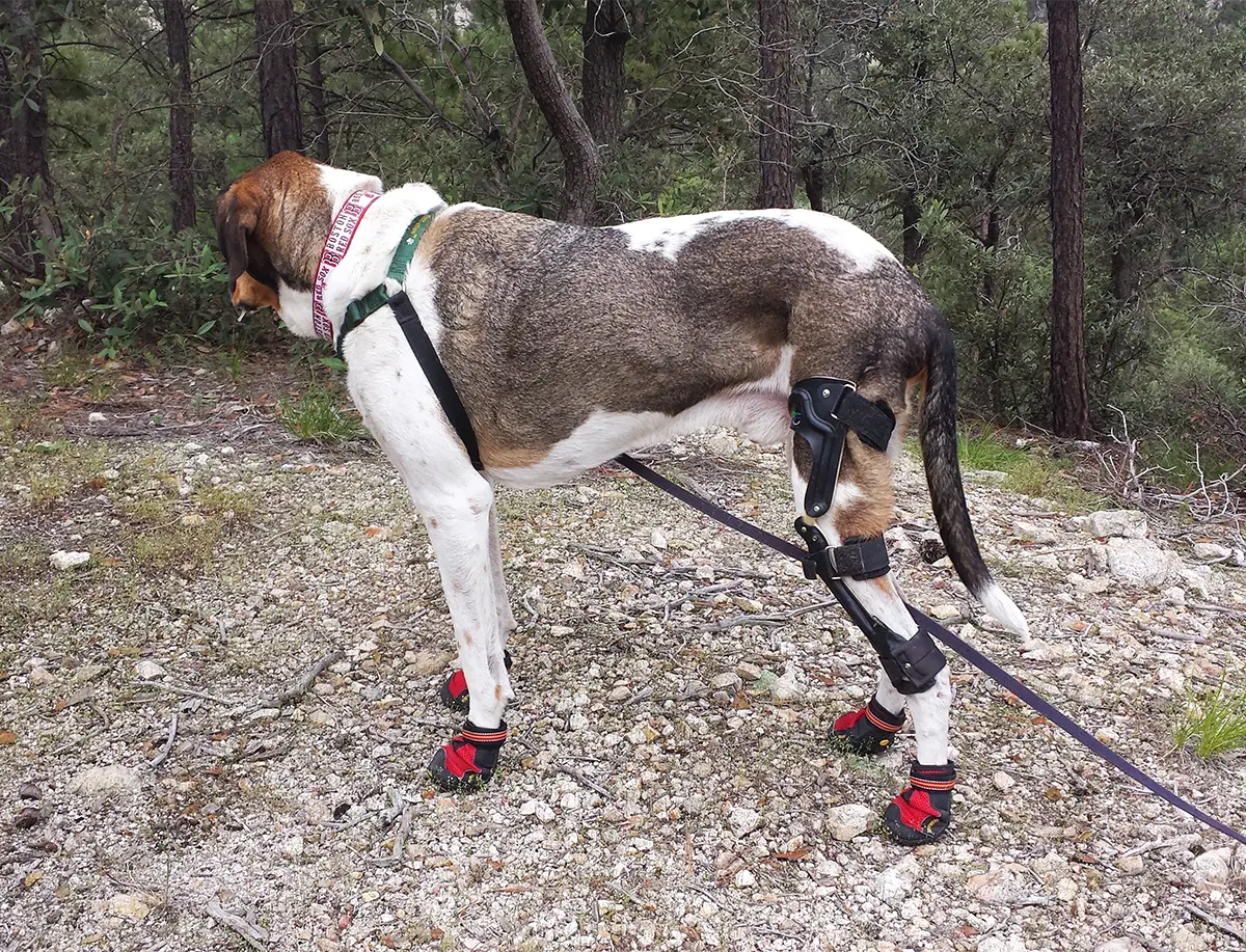 Dog wearing a mobility brace and enjoying a walk outdoors