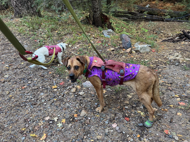 Helen and Andy on Mt. Lemmon