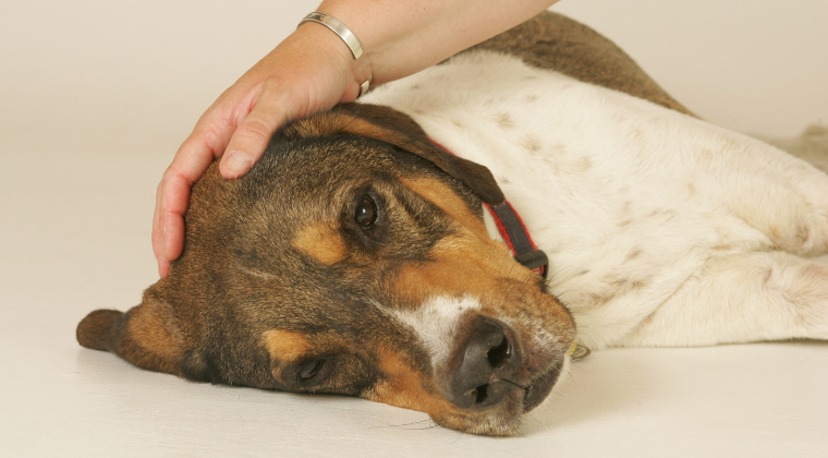 owner of dog keeping his hand on it's head managing pain