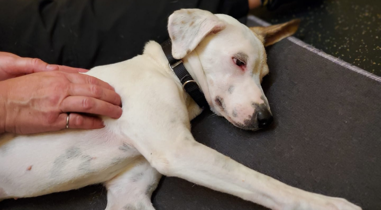 Vet gently checking a dog’s hip area