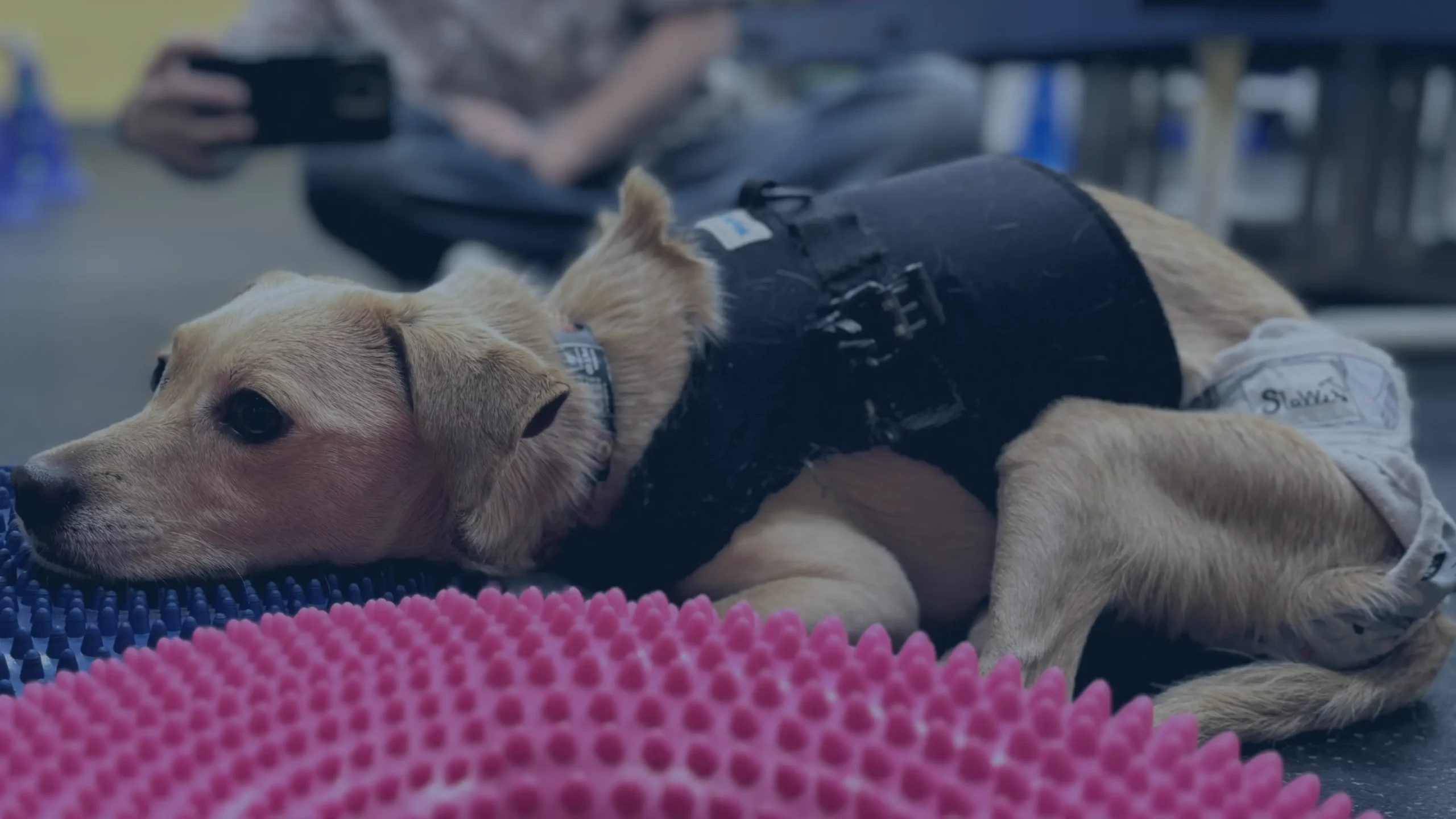 Dog Wearing a Washable Diaper Indoors