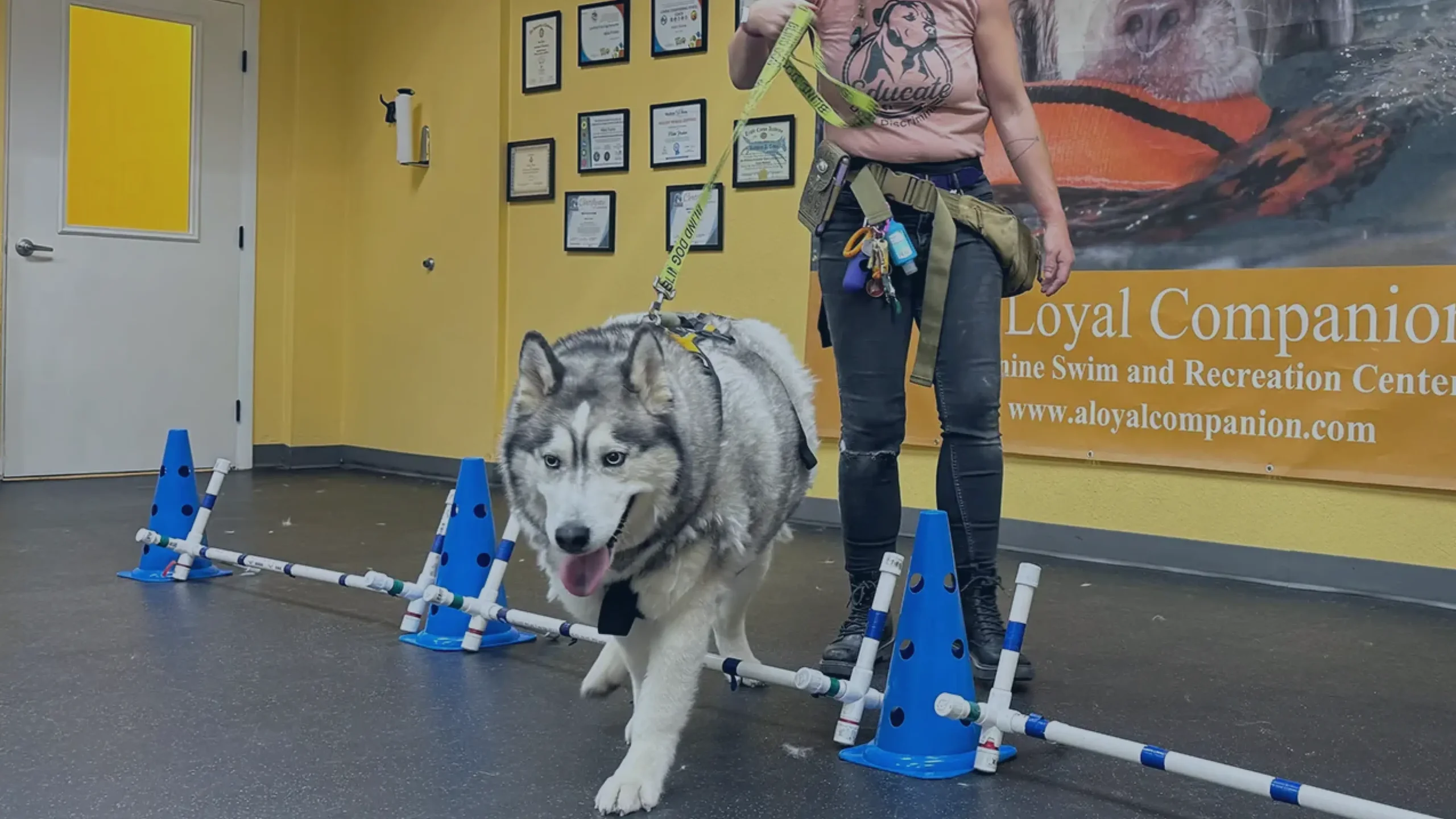 A Husky doing light exercises at ALC
