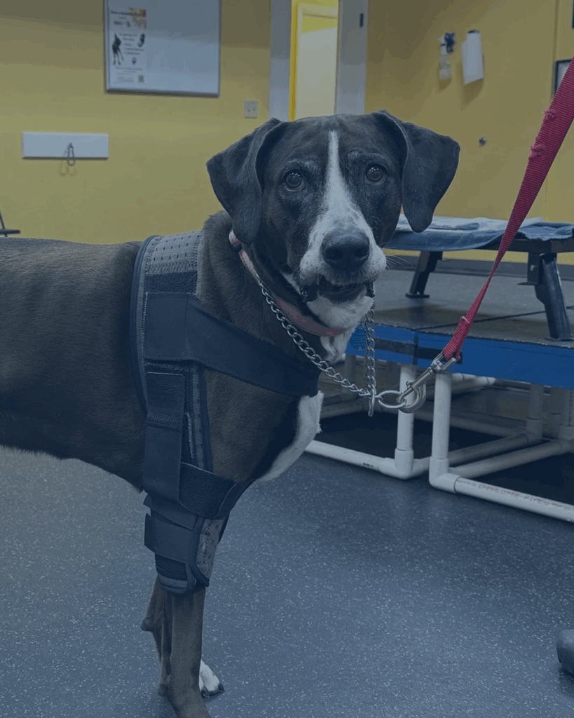 A black dog with white spot on fae looking to the camera
