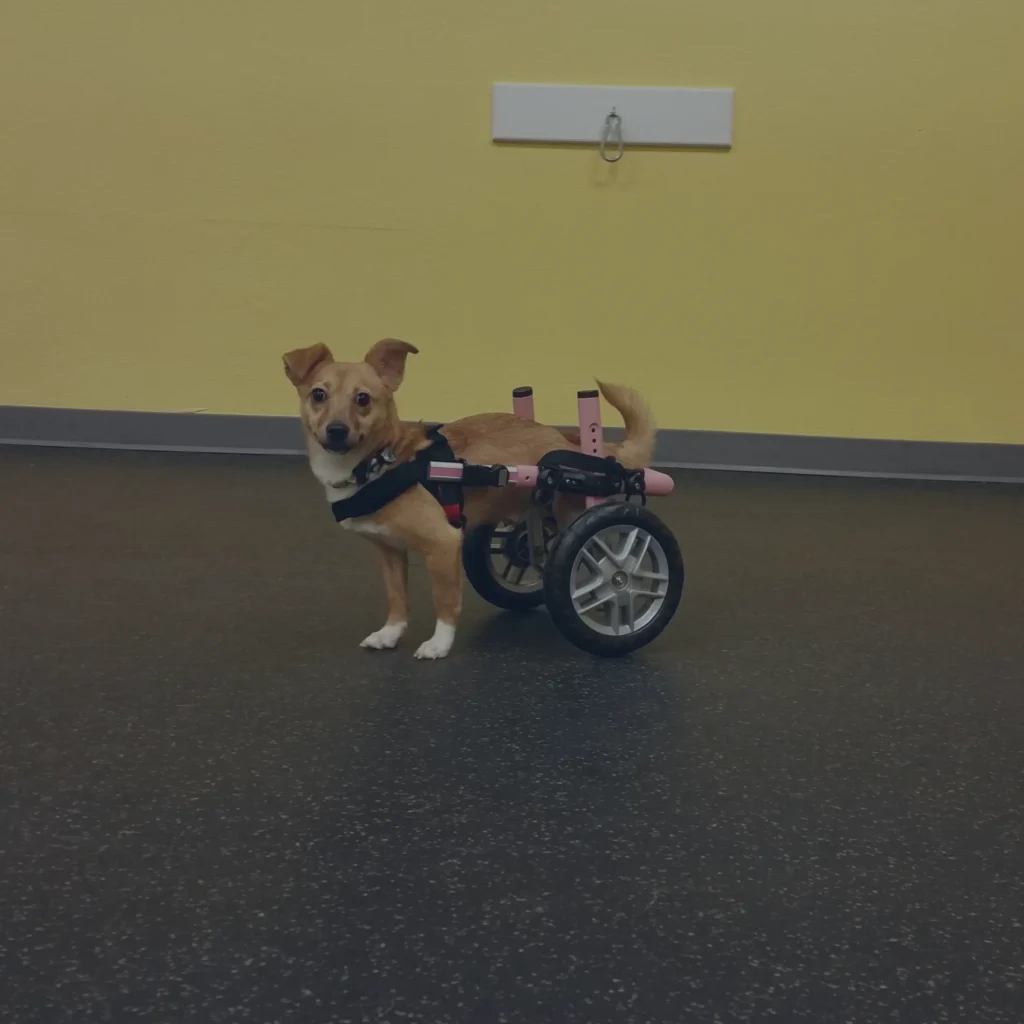 a small cute dog on ALC gears looking to the camera