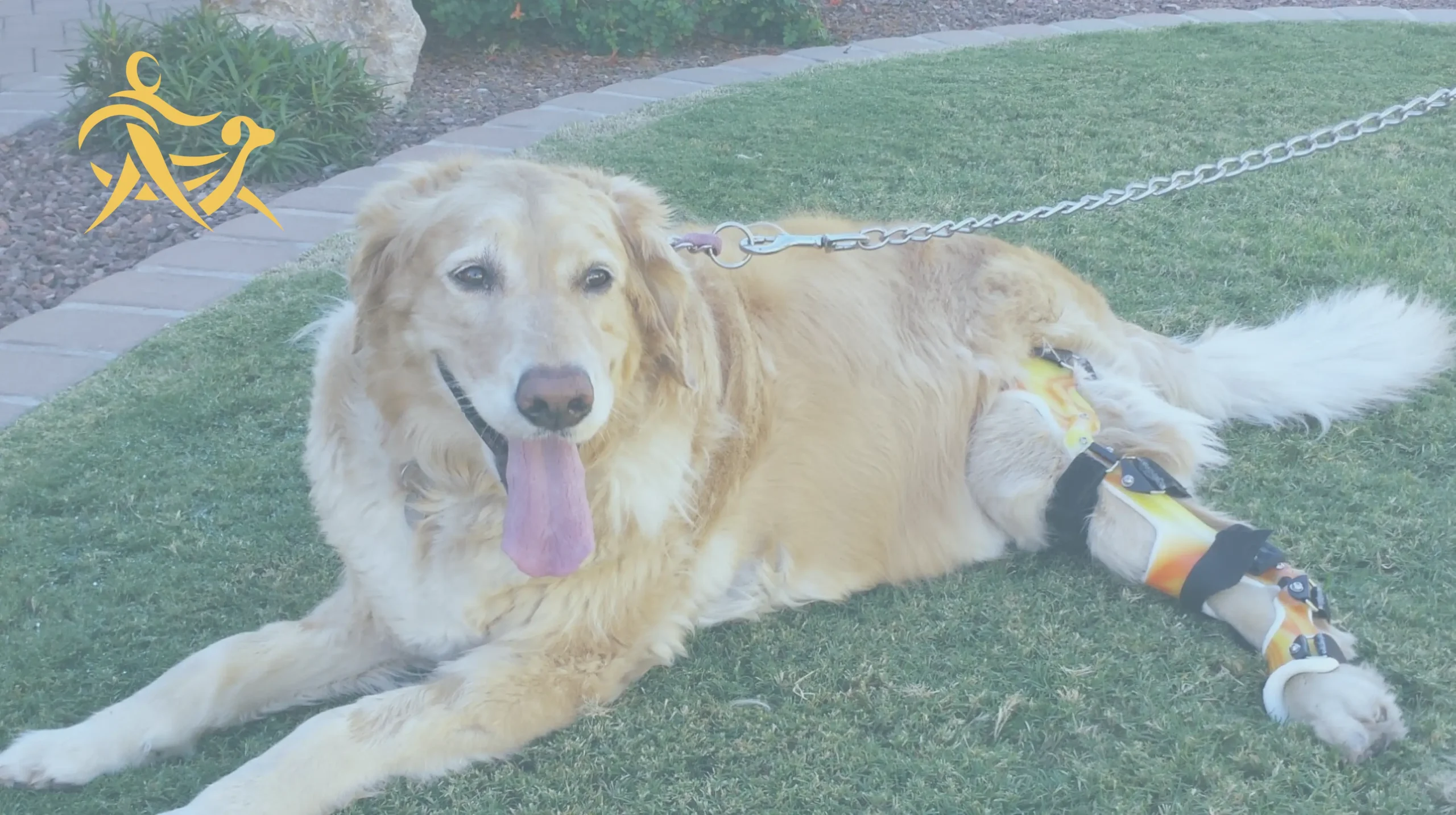 a dog on a tratment under ALC for CCL without surgery sitting in the garden